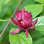 Calycanthus raulstonii Hartlage Wine 7235.jpg